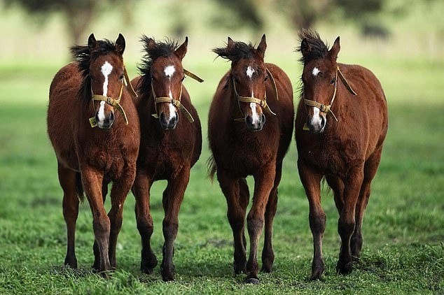 قشقایی ها که هستند-قشقه استور